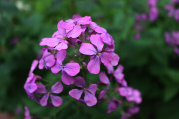Close-up of pink flowers of Lunaria annua plant in the garden. Also called Silver dollar, Dollar plant, moonwort or Honesty 