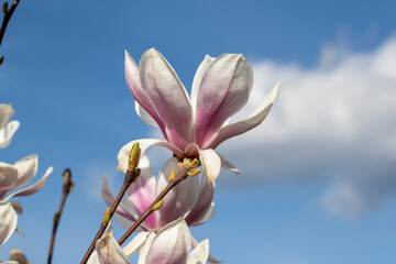 Fleur rose de magnolia dans un jardin avec fond de ciel bleu et des nuages
