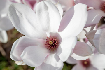 Grosse fleur de magnolia rose au printemps avec du soleil