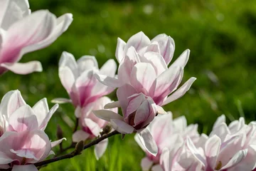 Foto op Canvas Branches de magnolia à fleurs roses au printemps dans un jardin © AGDER