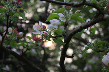 Detail of Apple tree with white flowers and fresh new leaves in the orchard on springtime