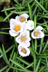 white crocus flowers with yellow pollen