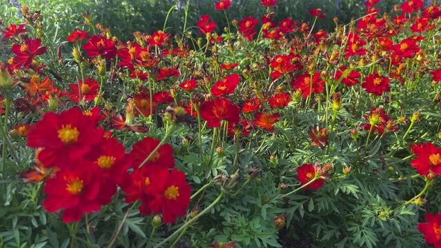 red common purslane flower in garden