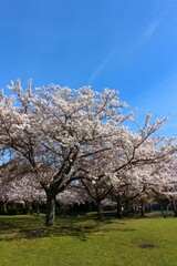 Obraz na płótnie Canvas 赤穂城跡周辺の桜