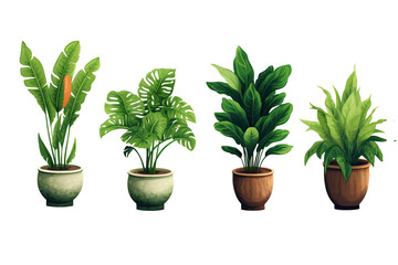 Set of interior plants in ceramic pot, isolated on blank background.