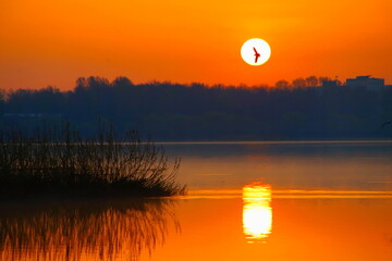 silhouette of a seagull against the background of the setting sun