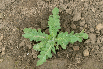 Young plant of a a field scabious (Knautia arvensis). Typical basal rosette of the spear-shaped leaves.