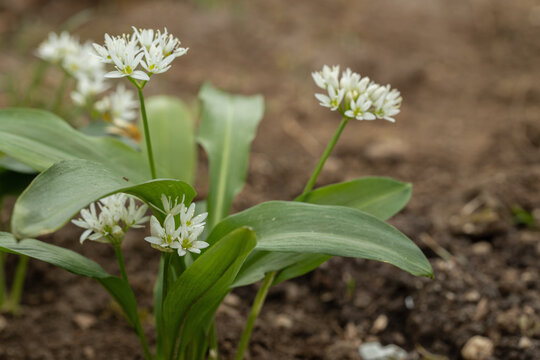 Wood garlic (Allium ursinum) grown as garden vegetable or for seasoning. Copy space.