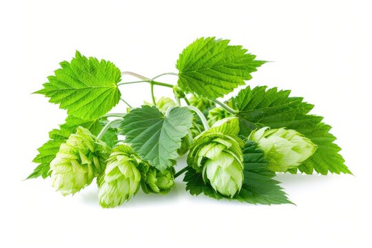 Green Hop Leaves Isolated on White Background. Brewery and Beer Ingredient with Fresh Nature Favor from Creeper Plant Botany