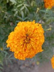 orange flower in the garden