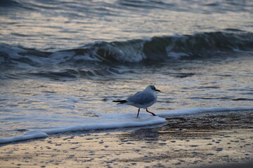 Seagull on the beach