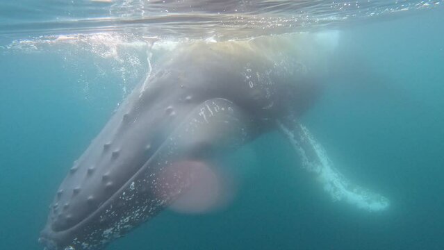 Humpback whale under the water interacting with a vessel on the Antarctic Peninsula, Antarctica
