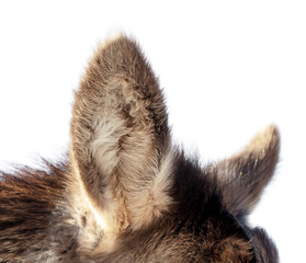 Close-up of a deer ear. Macro
