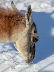 Obraz premium Lama eats snow in winter