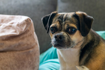 chug dog on a sofa with a cute look