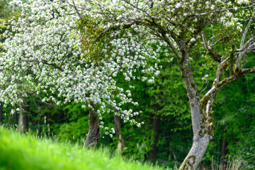 blooming apple trees in the austrian region mostviertel