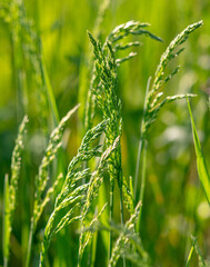 Naklejka premium Green ears of grass on the grass in spring. Close-up