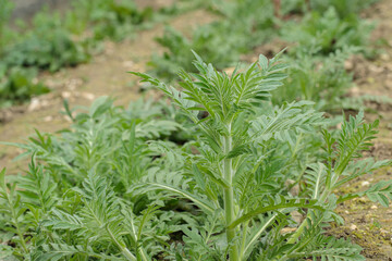 Young plant of a a field scabious (Knautia arvensis). General habit of the young leaves.