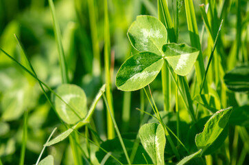 Small green leaves of clover in spring. Close-up
