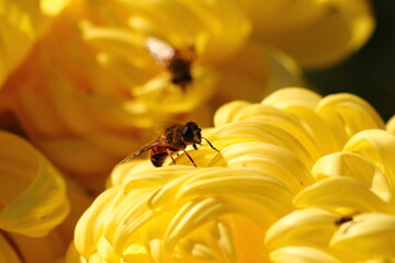 bee on yellow chrysanthemum