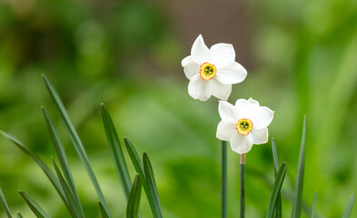White narcissus flower in nature in spring