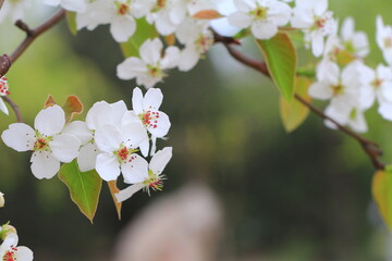 pear blossom in spring