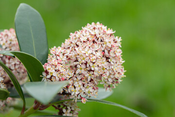 Inflorescence of a Japanese skimmia (Skimmia japonica). Space for your text. - obrazy, fototapety, plakaty