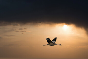 Cranes fly in the sky at sunset. Migratory birds on the Darss. Wildlife photo