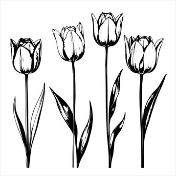 Four tulips are drawn in black and white. flowers are tall and slender, with long stems and green leaves. Scene is serene and peaceful, as the flowers are depicted in a calm and still setting