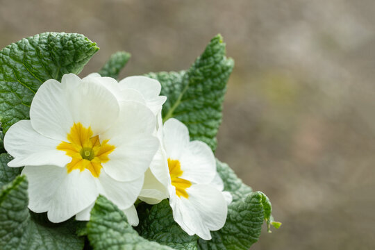 Blooming white primrose with yellow center. Space for your text.