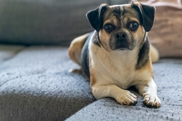chug dog on a sofa with a cute look