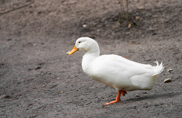 Side portrait of a white duck.
