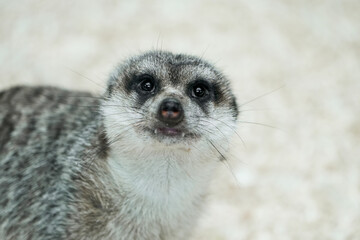 Portrait of a meerkat. Alert animal close-up.
