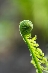 Fresh green fern in spring. Close-up of the plant.
