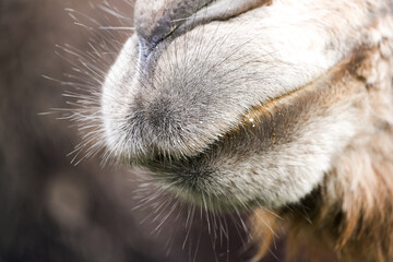 Hairy mouth of a camel close-up.
