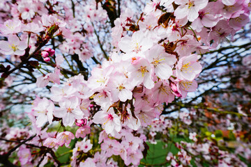 Blooming cherry tree in spring, full of pink flowers.
