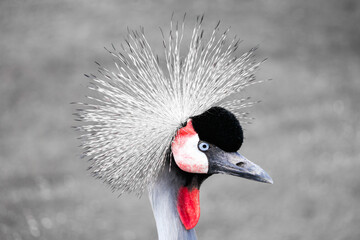 Portrait of a crowned crane. Balearica pavonina.

