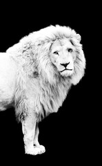 Portrait of a lion against a black background.
