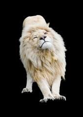 Portrait of a lion against a black background.
