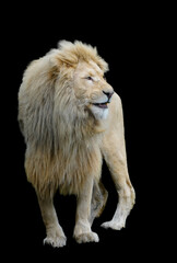 Portrait of a lion against a black background.
