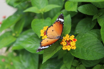 Butterfly on the flower in a garden colour full butterfly