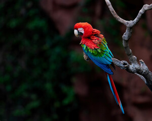 Red-and-green Macaw