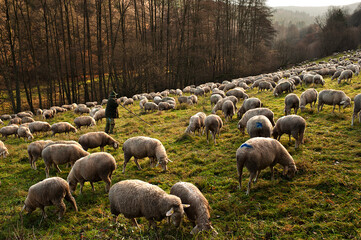 A shepherd and his flock of sheep in a field in the region of Spessart, Germany. 