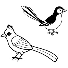    Bird vector illustration

