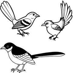    Bird vector illustration
