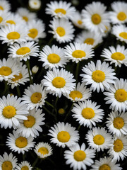 Bunch of white daisies. a close-up photo of a bunch of fresh white daisies with bright yellow centers