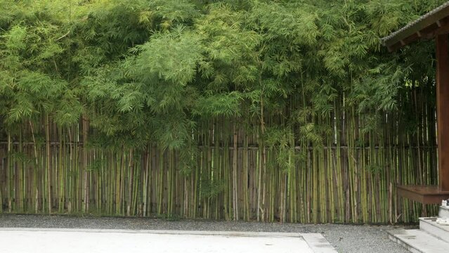 view to bamboo grove tree range to be wooden bamboo japanese fench with sunshines