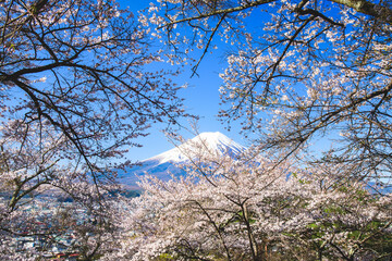 孝徳公園から富士山と桜
