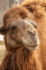Fototapeta premium Portrait of a camel in the park