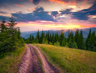 Spectacular morning view of mountain forest with dirt road to the top. Wonderful summer sunrise in Carpathian mountains, Ukraine, Europe. Beauty of countryside concept background.. - 781889925